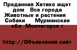 Преданная Хатико ищет дом - Все города Животные и растения » Собаки   . Мурманская обл.,Мончегорск г.